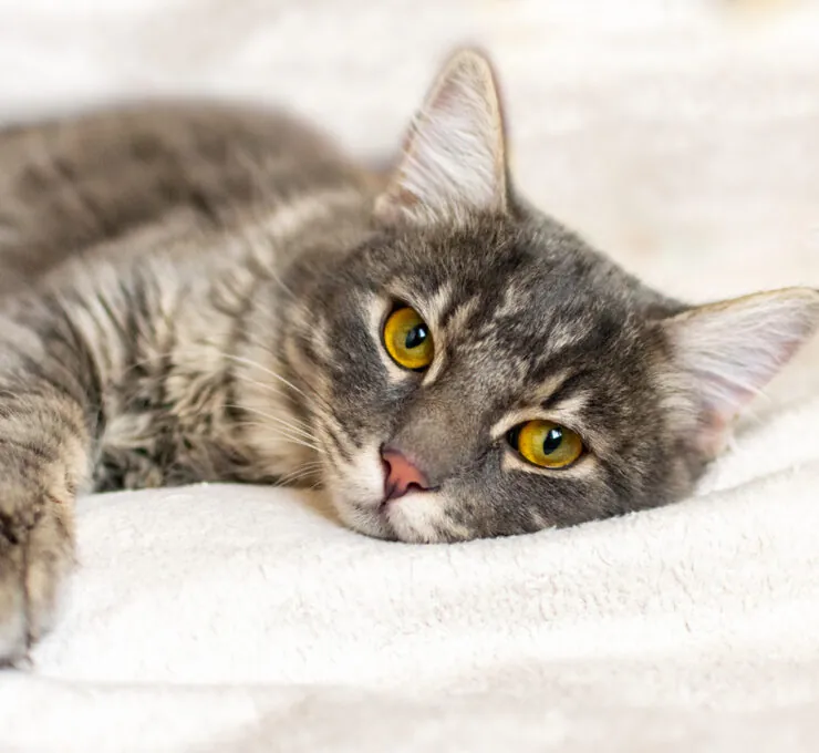 Cómo cortar los vómitos en gatos: causas y tratamientos Cómo cortar los vómitos en gatos: causas y tratamientos