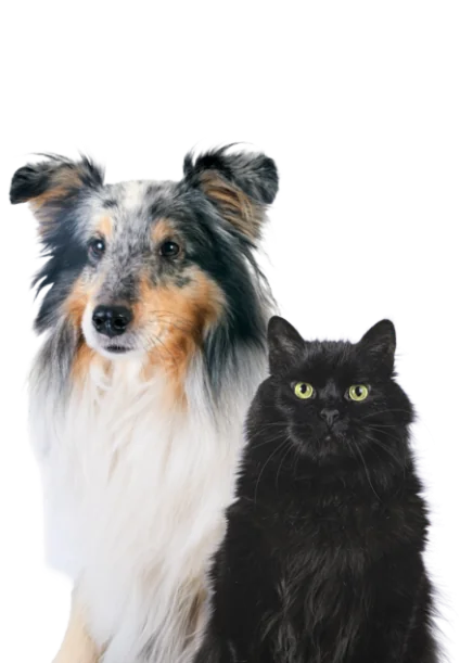 Bienestar Senior Bienestar Senior