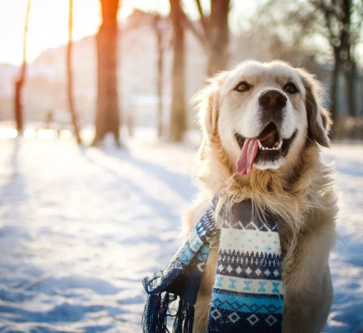 ¿Cómo proteger a un perro del frío? Cuidados para el invierno ¿Cómo proteger a un perro del frío? Cuidados para el invierno