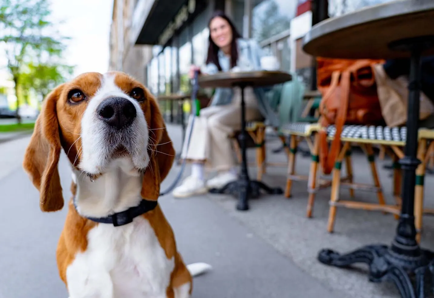 Ceguera en perros: causas, síntomas y tratamiento Ceguera en perros: causas, síntomas y tratamiento