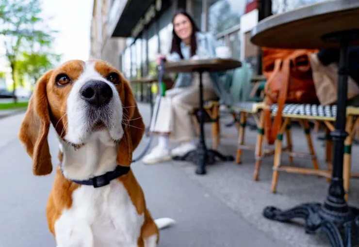 Ceguera en perros: causas, síntomas y tratamiento