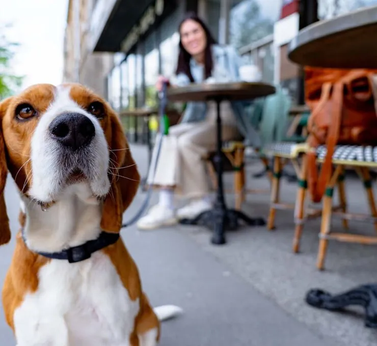Ceguera en perros: causas, síntomas y tratamiento Ceguera en perros: causas, síntomas y tratamiento