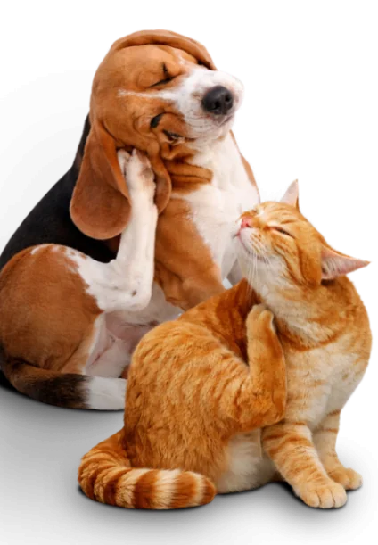 Campaña Parásitos Campaña Parásitos