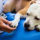Cáncer en perros: síntomas, diagnóstico, tratamiento y cuidado Cáncer en perros: síntomas, diagnóstico, tratamiento y cuidado