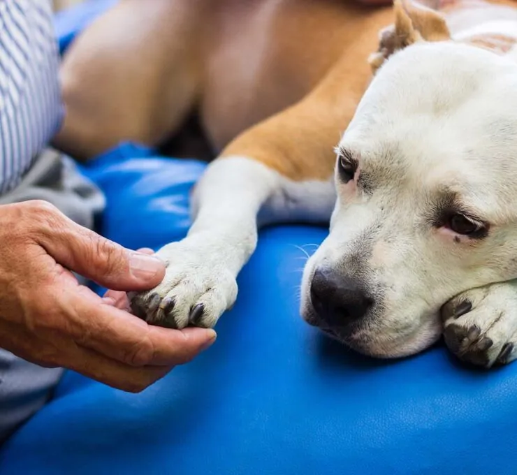 Cáncer en perros: síntomas, diagnóstico, tratamiento y cuidado Cáncer en perros: síntomas, diagnóstico, tratamiento y cuidado