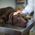 Parásitos en perros: tipos y tratamiento Parásitos en perros: tipos y tratamiento