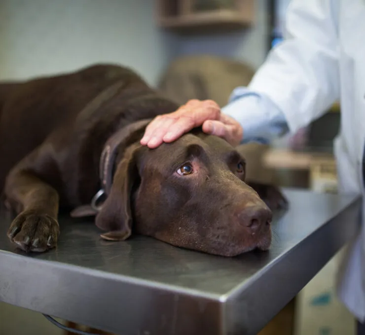 Parásitos en perros: tipos y tratamiento Parásitos en perros: tipos y tratamiento