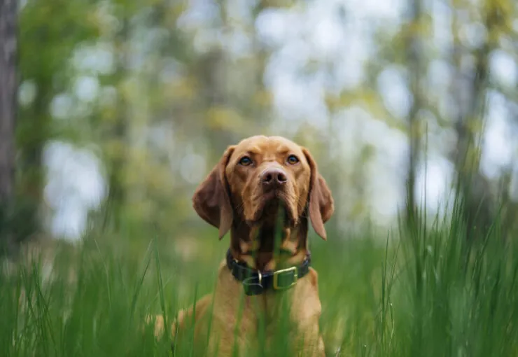¿Qué es la filariosis en perros y cómo se transmite?