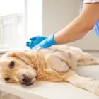 Piómetra en perros: qué es, síntomas, causas y tratamiento Piómetra en perros: qué es, síntomas, causas y tratamiento