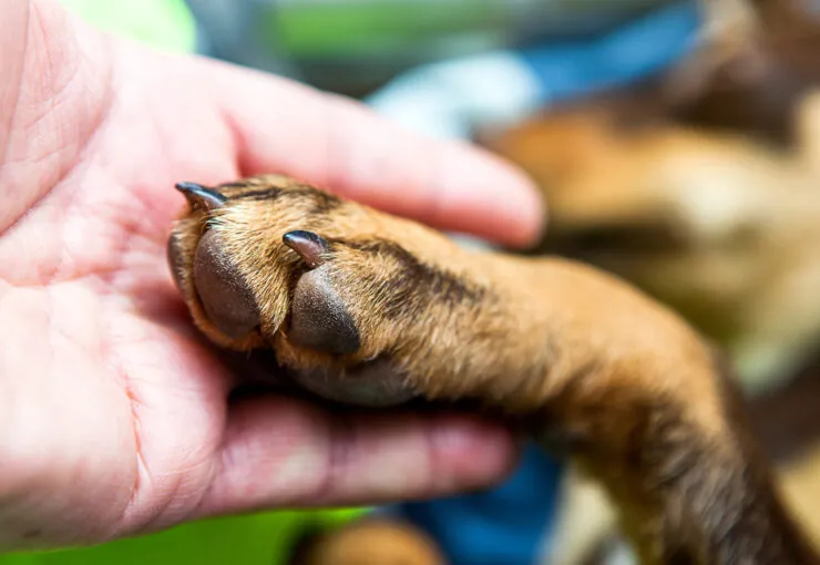 Pioderma en perros: causas, síntomas y tratamiento