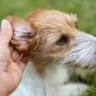 Remedios caseros para la otitis en perros Remedios caseros para la otitis en perros