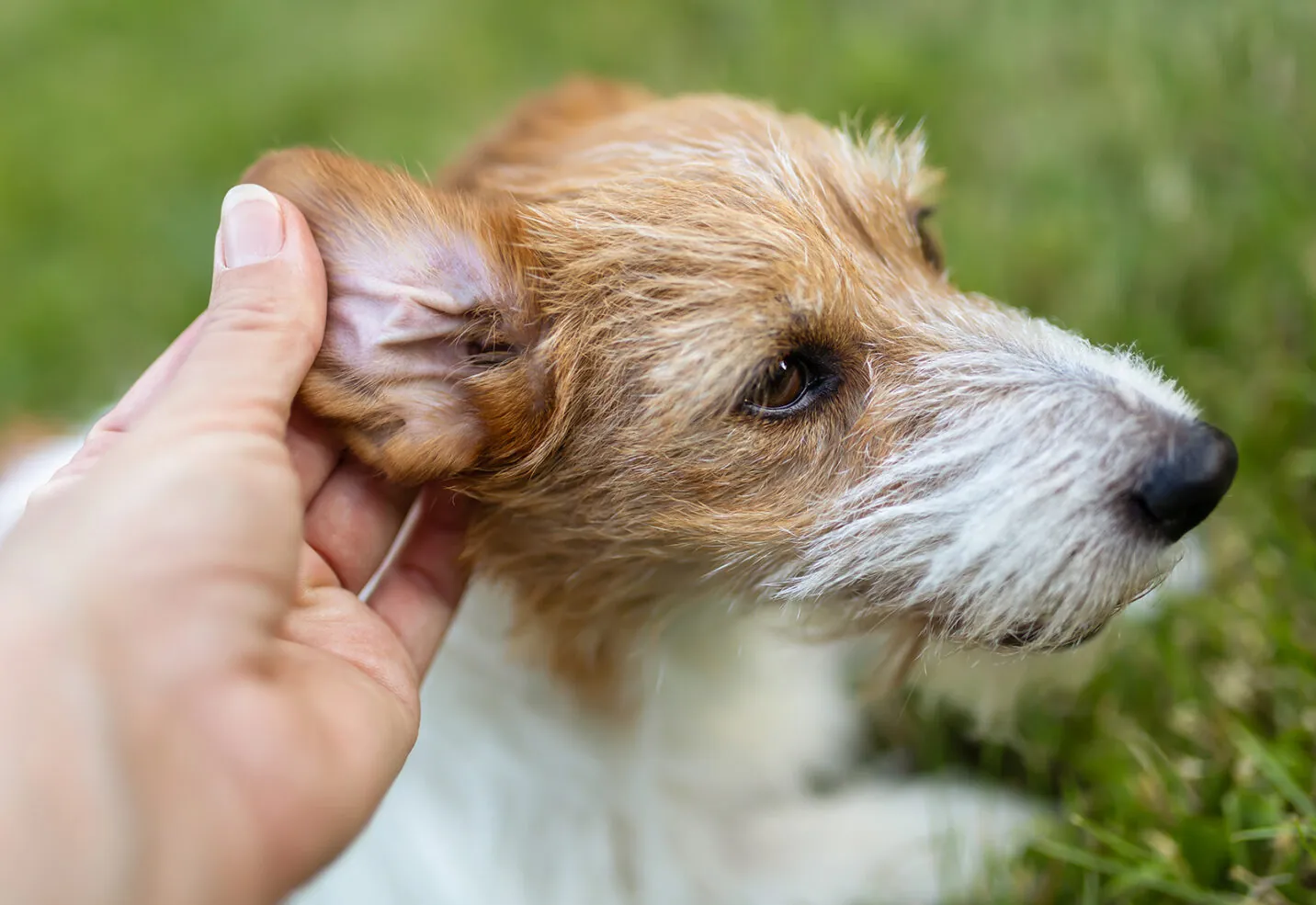 Remedios caseros para la otitis en perros Remedios caseros para la otitis en perros
