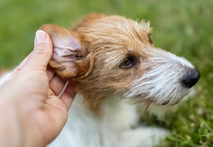 Remedios caseros para la otitis en perros