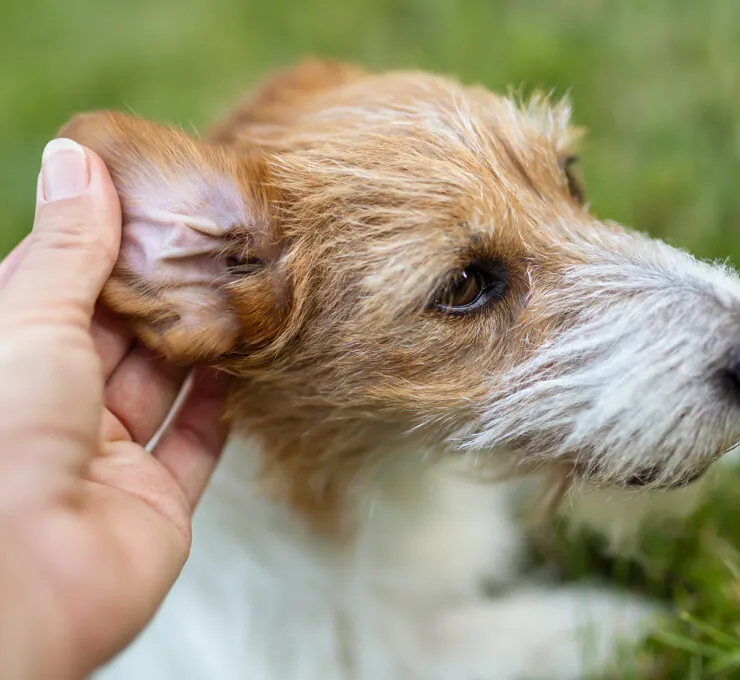 Remedios caseros para la otitis en perros Remedios caseros para la otitis en perros