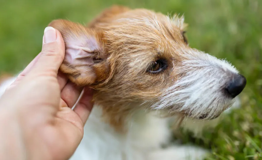 Remedios caseros para la otitis en perros