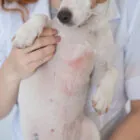 Dermatitis en perros: tipos, síntomas y tratamiento Dermatitis en perros: tipos, síntomas y tratamiento