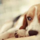 Insuficiencia renal en perros: síntomas y tratamiento Insuficiencia renal en perros: síntomas y tratamiento
