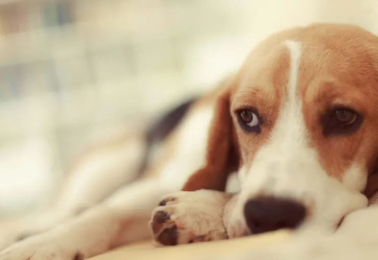 Insuficiencia renal en perros: síntomas y tratamiento