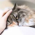 Insuficiencia renal en gatos: síntomas, causas y tratamiento Insuficiencia renal en gatos: síntomas, causas y tratamiento