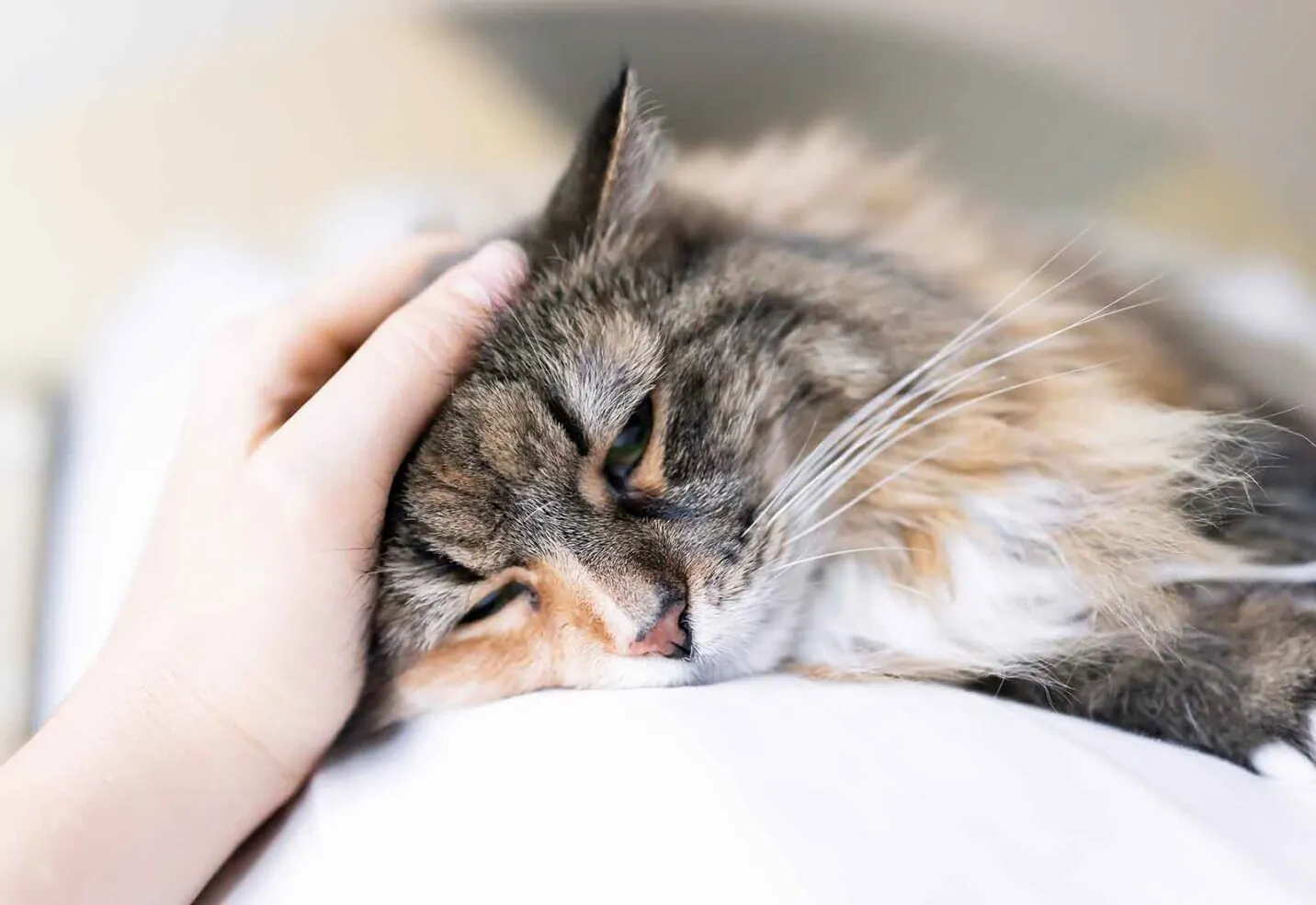 Insuficiencia renal en gatos: síntomas, causas y tratamiento Insuficiencia renal en gatos: síntomas, causas y tratamiento
