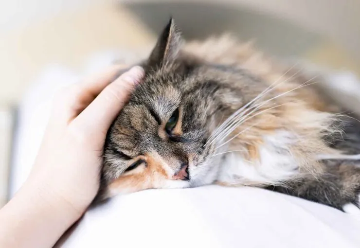 Insuficiencia renal en gatos: síntomas, causas y tratamiento