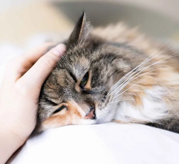Insuficiencia renal en gatos: síntomas, causas y tratamiento Insuficiencia renal en gatos: síntomas, causas y tratamiento