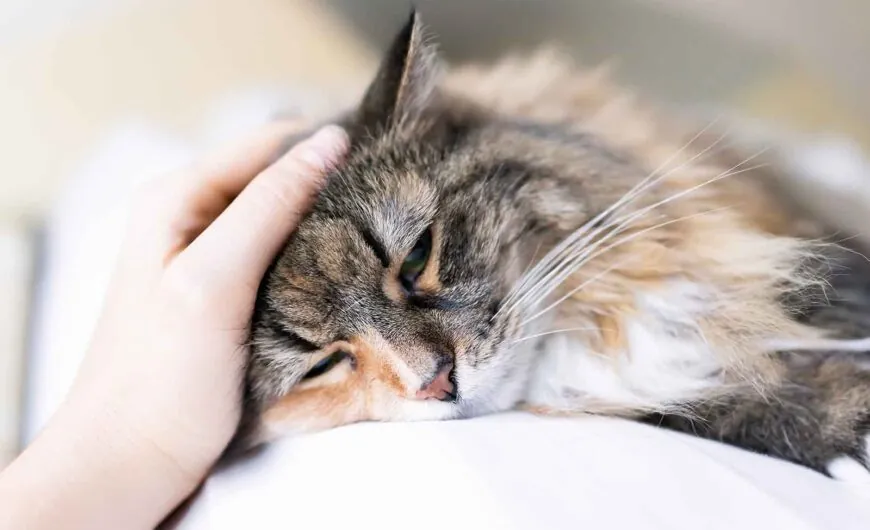 Insuficiencia renal en gatos: síntomas, causas y tratamiento