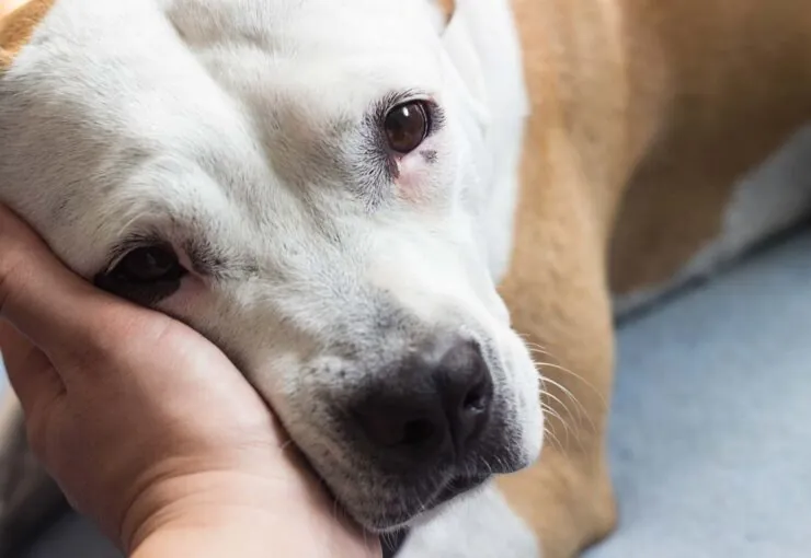 Cistitis en perros: síntomas, tratamiento y prevención