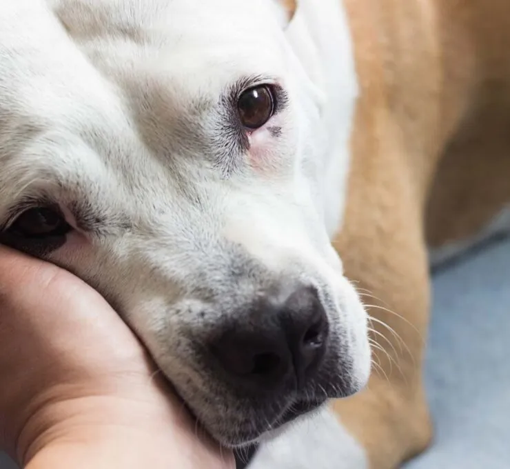 Cistitis en perros: síntomas, tratamiento y prevención Cistitis en perros: síntomas, tratamiento y prevención