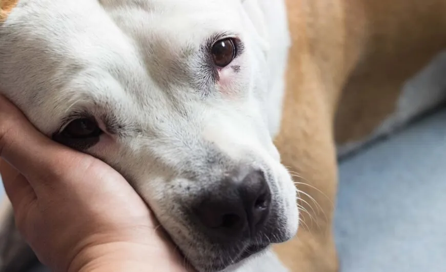 Cistitis en perros: síntomas, tratamiento y prevención