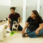 Guarderías caninas: ¿cómo funcionan y qué servicios ofrecen? Guarderías caninas: ¿cómo funcionan y qué servicios ofrecen?