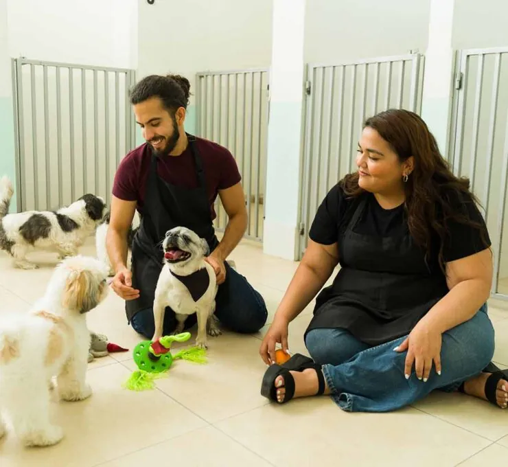Guarderías caninas: ¿cómo funcionan y qué servicios ofrecen? Guarderías caninas: ¿cómo funcionan y qué servicios ofrecen?