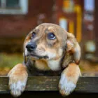 Ansiedad por separación en perros: síntomas y tratamiento Ansiedad por separación en perros: síntomas y tratamiento