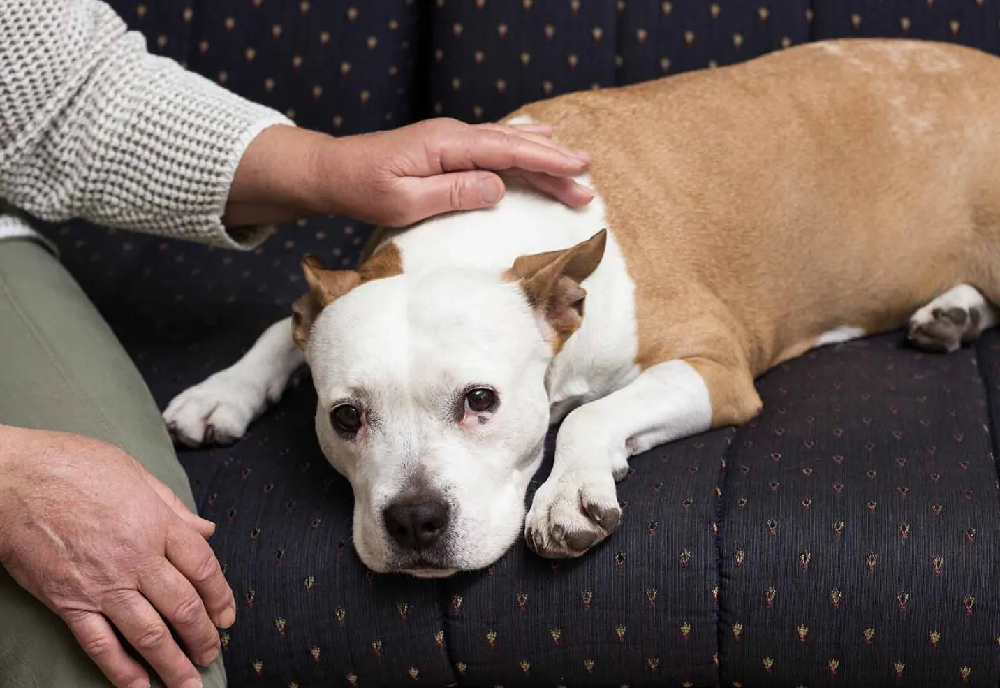 Vómitos en perros: causas, síntomas y tratamiento Vómitos en perros: causas, síntomas y tratamiento