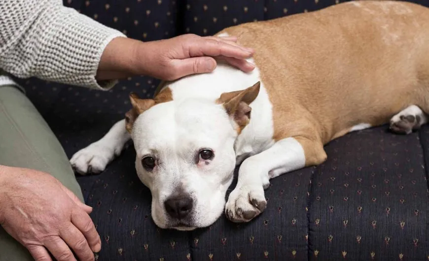 Vómitos en perros: causas, síntomas y tratamiento