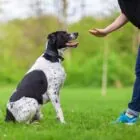 Etólogo canino: qué es, cuándo lo necesita un perro y diferencias con un adiestrador Etólogo canino: qué es, cuándo lo necesita un perro y diferencias con un adiestrador
