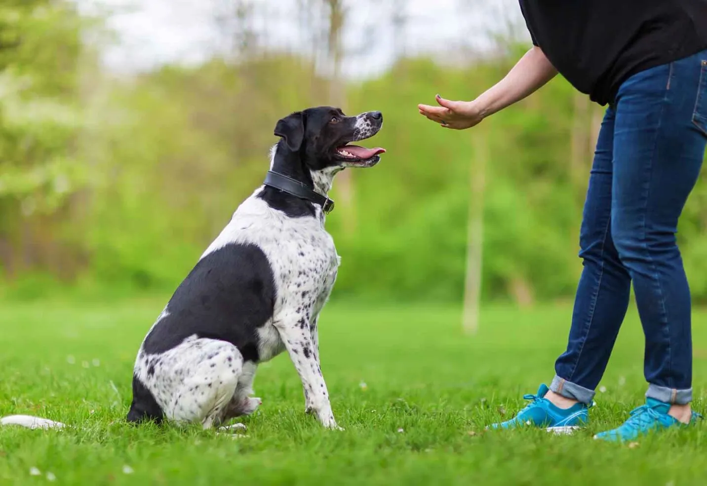 Etólogo canino: qué es, cuándo lo necesita un perro y diferencias con un adiestrador Etólogo canino: qué es, cuándo lo necesita un perro y diferencias con un adiestrador