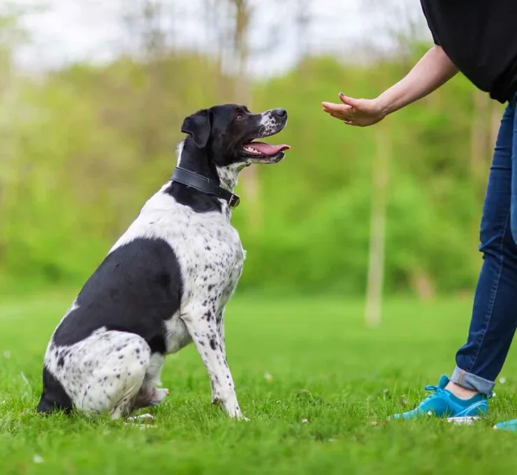 Etólogo canino: qué es, cuándo lo necesita un perro y diferencias con un adiestrador Etólogo canino: qué es, cuándo lo necesita un perro y diferencias con un adiestrador