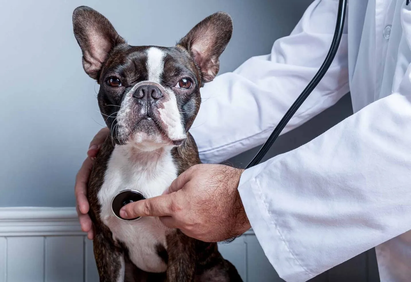 Problemas de corazón en perros: síntomas de alerta Problemas de corazón en perros: síntomas de alerta