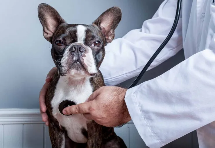 Problemas de corazón en perros: síntomas de alerta