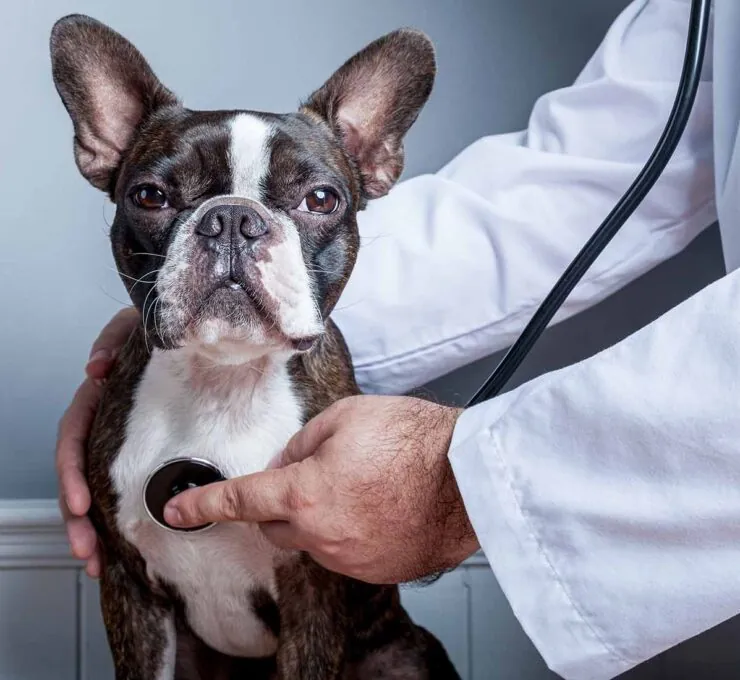 Problemas de corazón en perros: síntomas de alerta Problemas de corazón en perros: síntomas de alerta