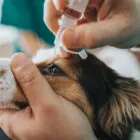 Conjuntivitis en perros: causas, síntomas y tratamiento Conjuntivitis en perros: causas, síntomas y tratamiento