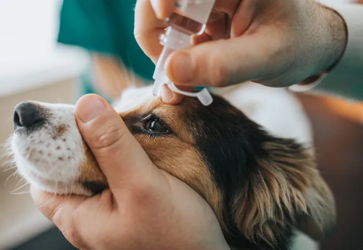 Conjuntivitis en perros: causas, síntomas y tratamiento