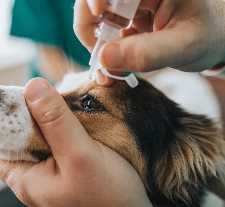 Conjuntivitis en perros: ¿qué causas tiene y cómo se trata?