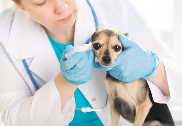 Otitis en perros y gatos: causas y tratamiento
