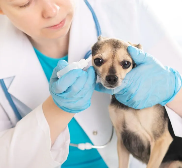 Otitis en perros y gatos: causas y tratamiento