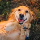 Limpieza dental en perros: por qué es importante y cuándo hacerla Limpieza dental en perros: por qué es importante y cuándo hacerla