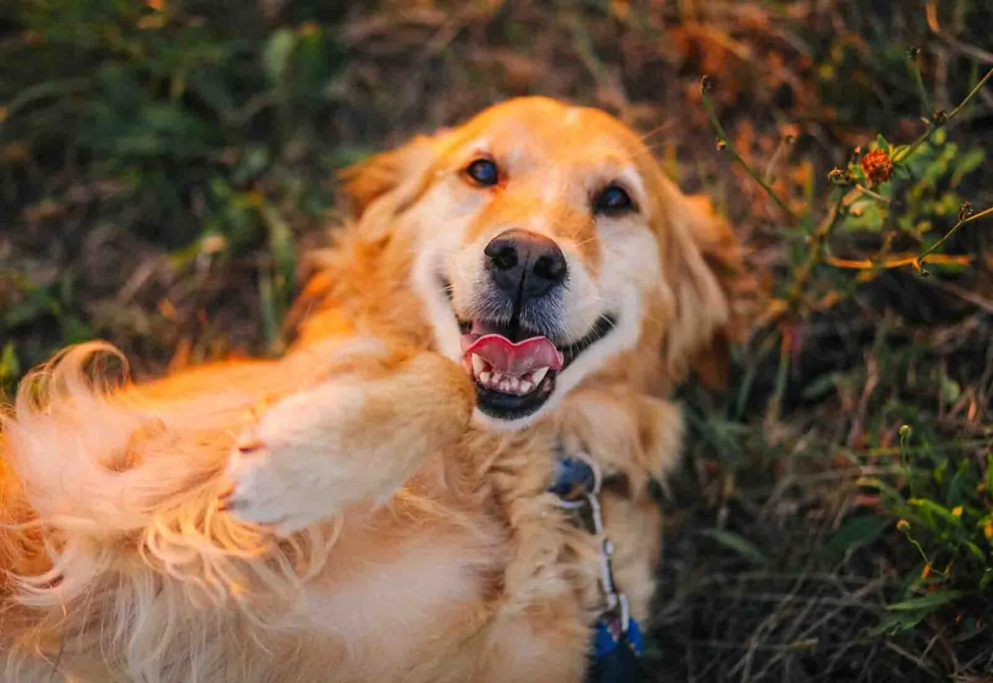 Limpieza dental en perros: por qué es importante y cuándo hacerla Limpieza dental en perros: por qué es importante y cuándo hacerla