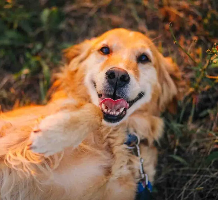 Limpieza dental en perros: por qué es importante y cuándo hacerla Limpieza dental en perros: por qué es importante y cuándo hacerla
