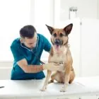 Insuficiencia cardíaca en perros: síntomas y tratamiento Insuficiencia cardíaca en perros: síntomas y tratamiento